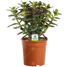 Crassula Minor - 1 Plant - House / Office Live Indoor Pot Money Penny Tree