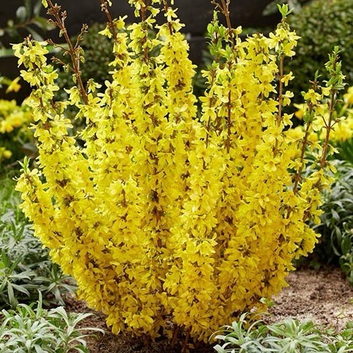 Forsythia weekend - forsythia, –