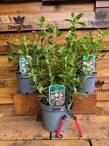 Large viburnum tinus hedging - viburnum,