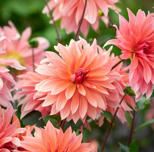 Dinnerplate dahlia babylon - dahlia,