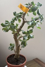 Crassula arborescens