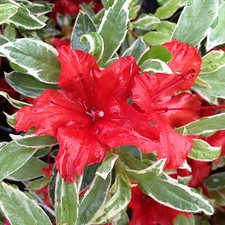 Azalea Hot Shot Variëgata Plant | Evergreen Orange Flowers Garden Shrub 1L Pot