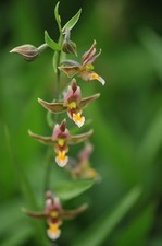 Epipactis Sabine Frankfurt