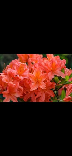 Fabulous orange azalea - orange,