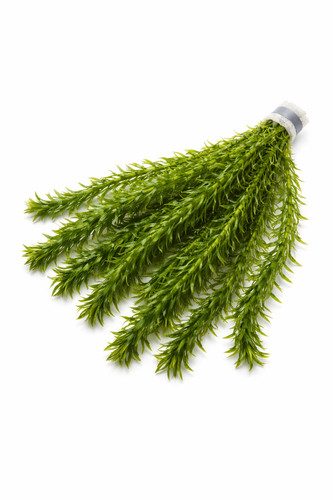 Elodea densa oxygenating - x,