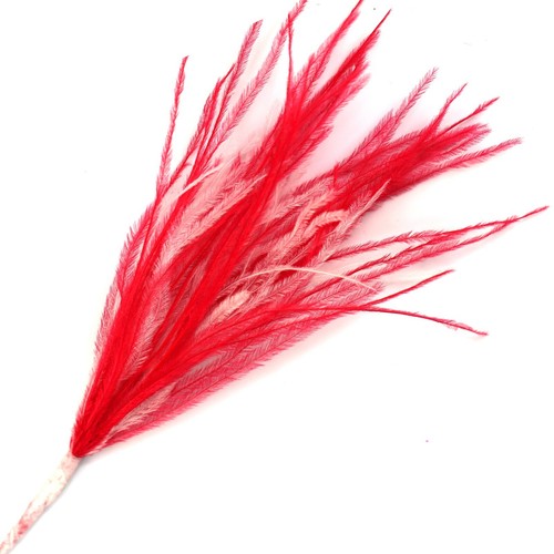 Wisps ostrich feathers - ostrich,