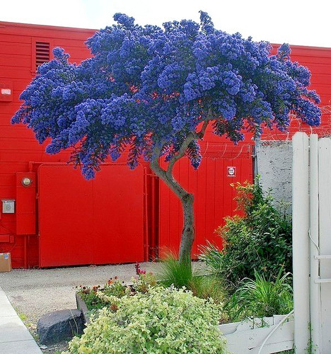 Ceanothus concha california - concha,