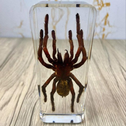 Large tarantula insect - large,