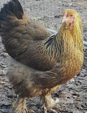 Gold/Blue Gold (Partridge)