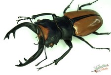 Stag Beetle Odontolabis