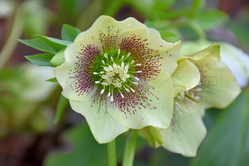 Helleborus hellebore - helleborus,
