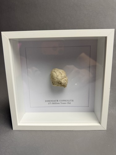 Real dinosaur coprolite framed - real,