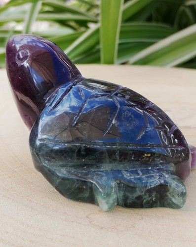 Watermelon flourite turtle - watermelon,