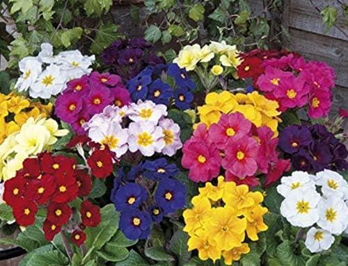 Polyanthus stella mixed - 'stella, mixed'