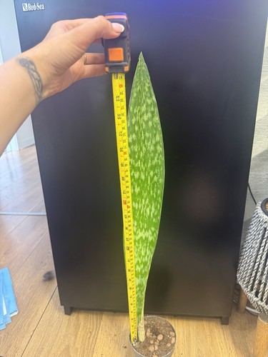 Very rare variegated snake - rare,