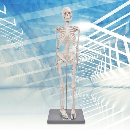 Brand new 85cm human - //,