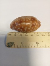 Cypraea Panamanian Cowrie, 60