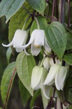 Clematis urophylla Winter