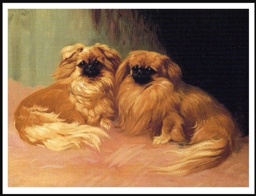 Pekingese dogs lovely dog art - pekingese,