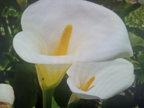 Fresh calla arum lily - fresh,