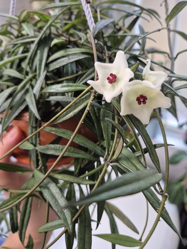 Hoya pauciflora small - pauciflora, narrow