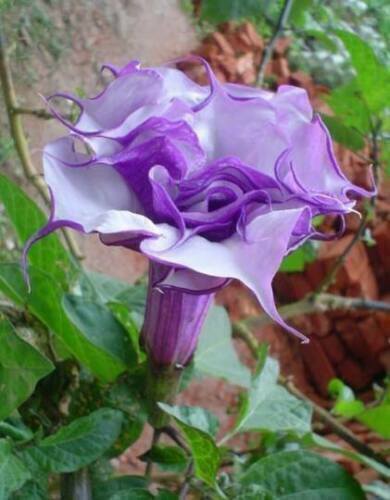 Double purple datura metel - purple,