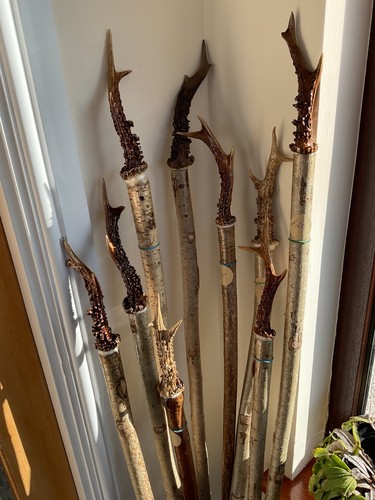 Selection deer antler - of,
