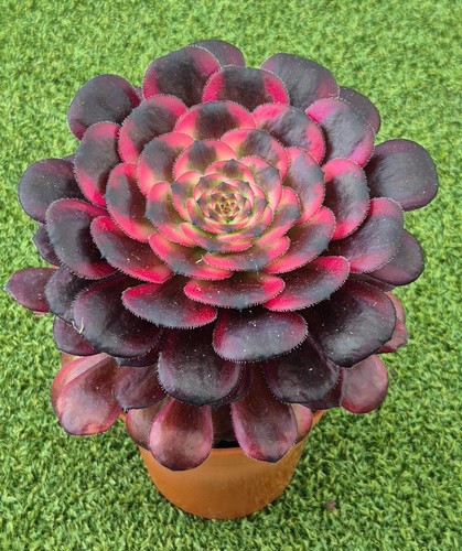 Aeonium black king kong - 'black,
