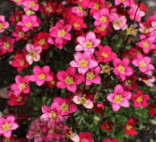 Saxifraga mossy marto rose 3 - saxifraga,