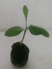 Lemon tree citrus limon - citrus,