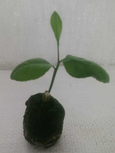 Lemon tree citrus limon - tree,,