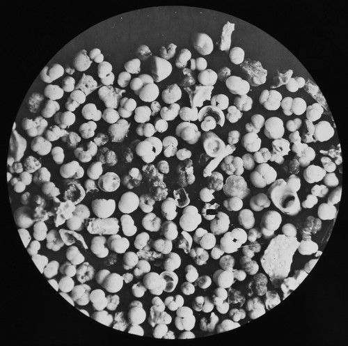Foraminifera 1850 fathoms - 1850,