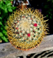 Mammillaria Rhodantha Pringlei | The Lemon Ball Cactus 