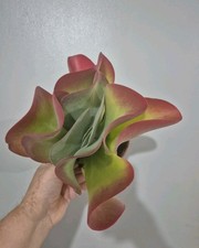 Kalanchoe thyrsiflora | Paddle