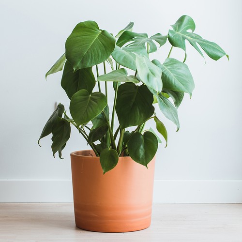 Monstera deliciosa swiss - deliciosa, 'swiss