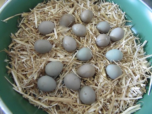 Extra button quail eggs - button,