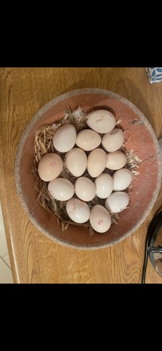 Golden pheasant eggs these - 6x,