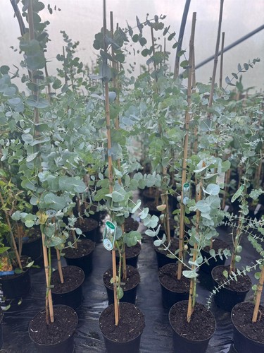 Large eucalyptus french blue - eucalyptus,