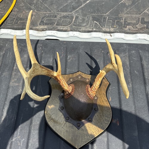 Vintage mounted deer - , antlers