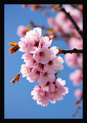 Vibrant cherry blossom framed - vibrant,