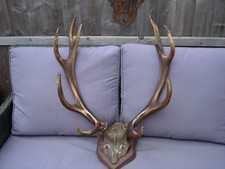 Large Mounted Red Deer 10 Point Antlers On Oak Shield