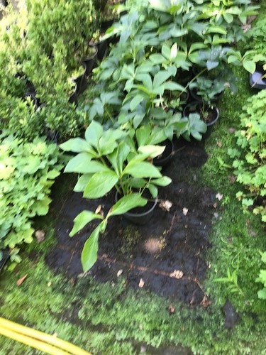 Hellebore orientalis not a - orientalis, (not