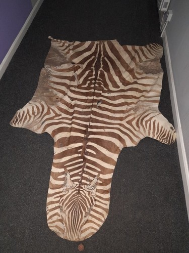 Taxidermy burchells zebra - taxidermy,