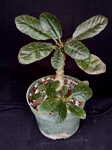 Dorstenia foetida succulent - dorstenia,