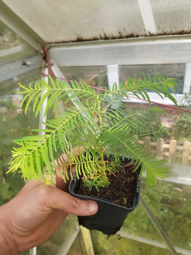 Dawn redwood bonsai tree - redwood,