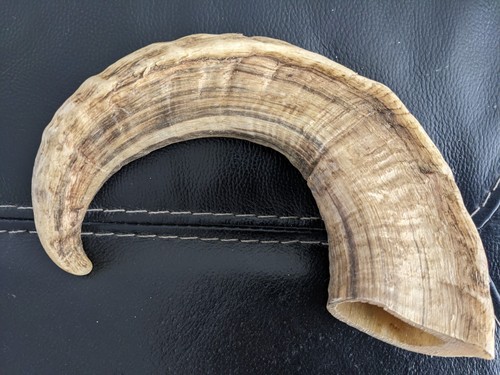 Rams horn for walking stick - horn,