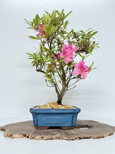 Way life bonsai - of, tree