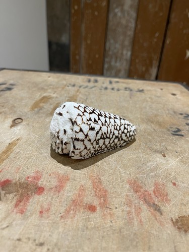 Marbled cone seashell - marbled, conus