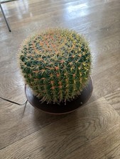 Optic Fiber Cactus Plant Lamp