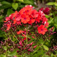 Garden Phlox 'Orange Perfection'. 2L Plant. Fragrant flowers for cutting